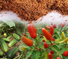 Coco Peat product view 4