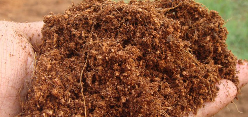 Coco Peat