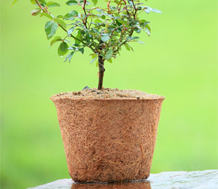 Coco Pots product view 4