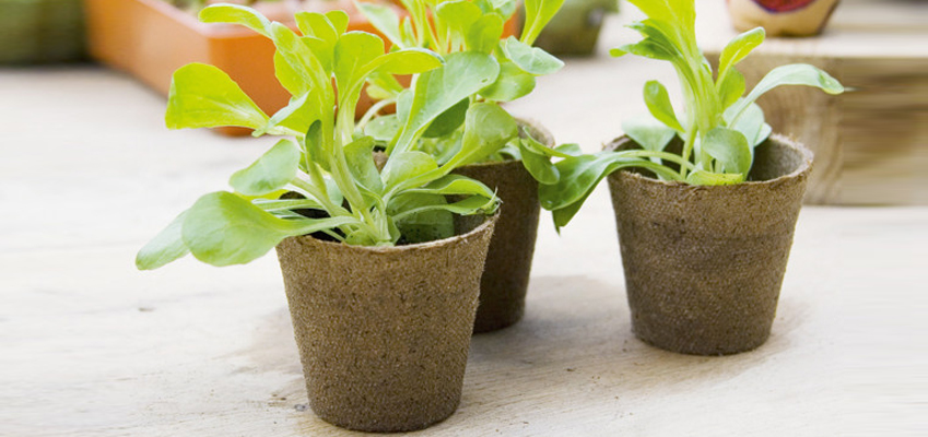 Coco Pots