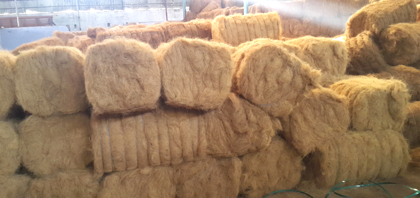 Coir Fibre