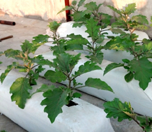 Grow Bags product view 2