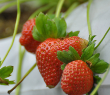 Grow Bags product view 3