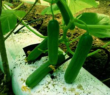 Grow Bags product view 4